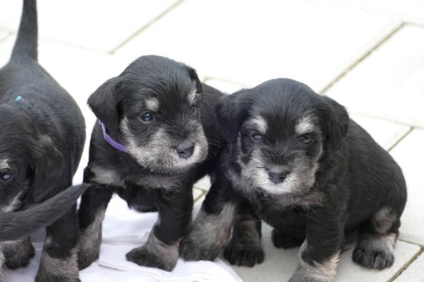 Polly R-Wurf 5 Woche 2025-04-18 001 (124)